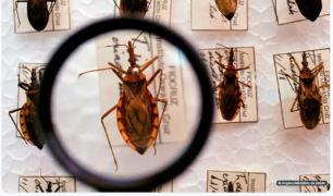 Agência Brasil: ‘Plataforma pretende reunir pesquisas sobre a Doença de Chagas’
