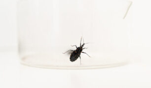 Chagas: la enfermedad silenciosa que afecta a millones en Latinoamérica y sigue sin ser diagnosticada ni tratada